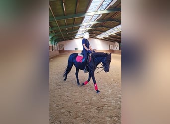 Spaans sportpaard, Merrie, 7 Jaar, 135 cm, Zwart