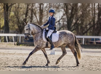 Spaans sportpaard Mix, Merrie, 7 Jaar, 153 cm, Blauwschimmel