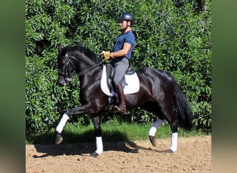 Spaans sportpaard, Merrie, 7 Jaar, 158 cm, Zwart