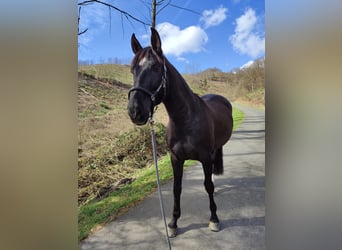 Spaans sportpaard, Merrie, 7 Jaar, 159 cm, Zwart