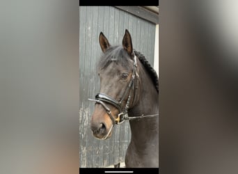 Spaans sportpaard, Merrie, 7 Jaar, 160 cm, Donkerbruin Spaans sportpaard, Merrie, 7 Jaar, 160 cm, Donkerbruin