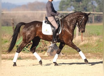 Spaans sportpaard, Merrie, 7 Jaar, 162 cm, Donkerbruin