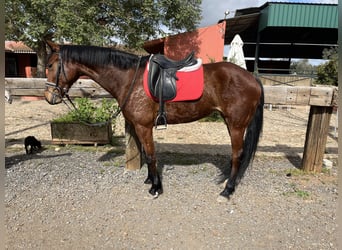 Spaans sportpaard, Merrie, 7 Jaar, 163 cm, Brauner
