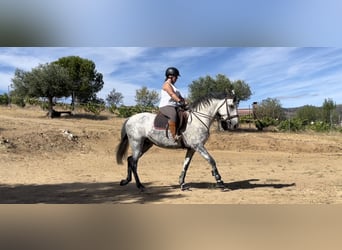 Spaans sportpaard Mix, Merrie, 7 Jaar, 163 cm, Schimmel