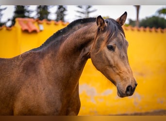 Spaans sportpaard Mix, Merrie, 7 Jaar, 166 cm, Buckskin