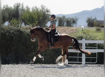 Spaans sportpaard, Merrie, 7 Jaar, 168 cm, Bruin