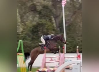 Spaans sportpaard, Merrie, 7 Jaar, 168 cm, Bruin