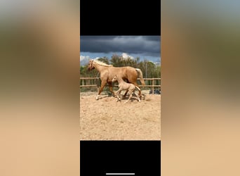 Spaans sportpaard Mix, Merrie, 7 Jaar, 175 cm, Palomino