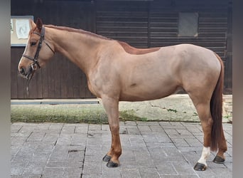 Spaans sportpaard, Merrie, 7 Jaar, Vos