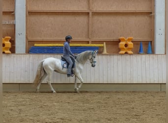 Spaans sportpaard Mix, Merrie, 8 Jaar, 155 cm, Zwartschimmel