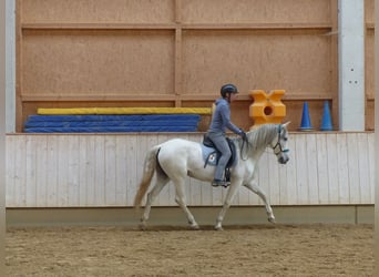 Spaans sportpaard Mix, Merrie, 8 Jaar, 155 cm, Zwartschimmel