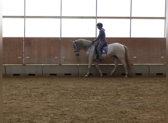 Spaans sportpaard Mix, Merrie, 8 Jaar, 155 cm, Zwartschimmel