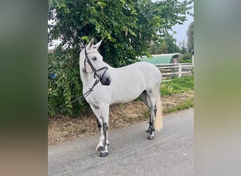 Spaans sportpaard Mix, Merrie, 8 Jaar, 161 cm, Blauwschimmel