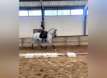Spaans sportpaard Mix, Merrie, 8 Jaar, 161 cm, Blauwschimmel