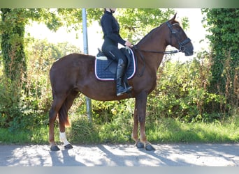 Spanisches Sportpferd, Stute, 8 Jahre, 163 cm