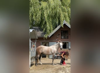 Spaans sportpaard Mix, Merrie, 8 Jaar, 165 cm, Rood schimmel