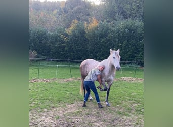 Spaans sportpaard Mix, Merrie, 8 Jaar, 165 cm, Rood schimmel
