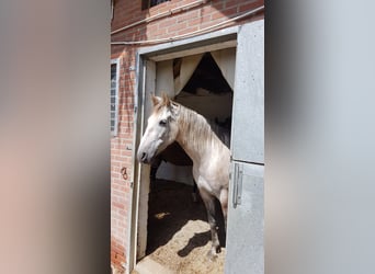 Spaans sportpaard Mix, Merrie, 8 Jaar, 165 cm, Rood schimmel
