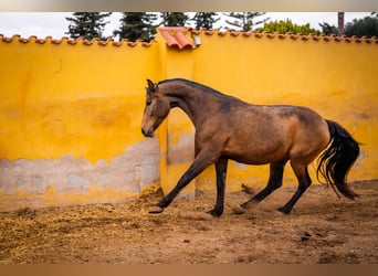 Spaans sportpaard Mix, Merrie, 8 Jaar, 166 cm, Buckskin