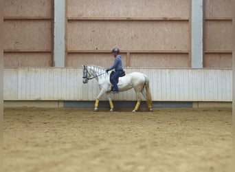 Spaans sportpaard Mix, Merrie, 9 Jaar, 155 cm, Zwartschimmel