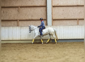 Spaans sportpaard Mix, Merrie, 9 Jaar, 155 cm, Zwartschimmel