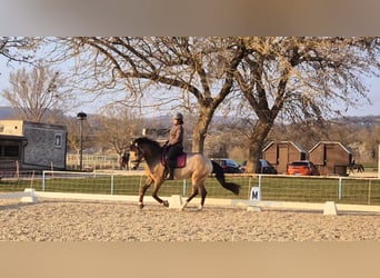 Spaans sportpaard, Merrie, 9 Jaar, 158 cm, Buckskin