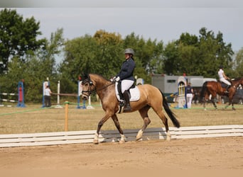 Spaans sportpaard, Merrie, 9 Jaar, 158 cm, Buckskin