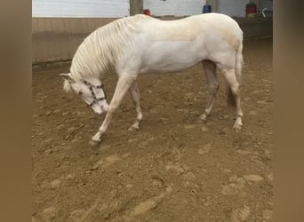 Spaans sportpaard, Merrie, 9 Jaar, 162 cm, Cremello