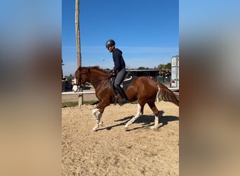 Spaans sportpaard, Merrie, 9 Jaar, 164 cm, Vos