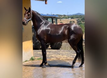 Spaans sportpaard, Merrie, 9 Jaar, 166 cm, Brauner