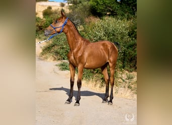 Spaans sportpaard, Merrie, Veulen (01/2026), Appaloosa