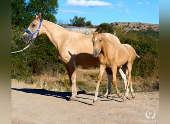 Spaans sportpaard, Merrie, Veulen (05/2026), Appaloosa