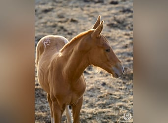 Spaans sportpaard, Merrie, veulen (05/2024), Appaloosa