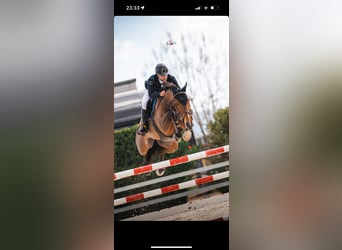 Spaans sportpaard, Ruin, 10 Jaar, 165 cm, Donkerbruin