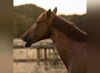 Spaans sportpaard Mix, Ruin, 11 Jaar, 165 cm, Donkere-vos