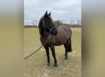 Spaans sportpaard Mix, Ruin, 12 Jaar, 162 cm, Bruin