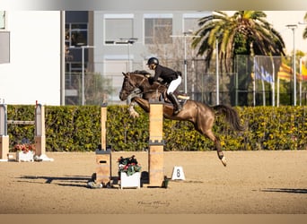 Spaans sportpaard, Ruin, 12 Jaar, 165 cm, Zwart