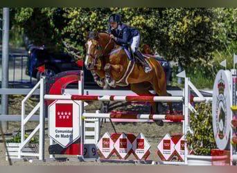 Spaans sportpaard, Ruin, 12 Jaar, 175 cm, Donkerbruin