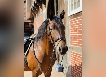 Spaans sportpaard, Ruin, 13 Jaar, 148 cm, Bruin