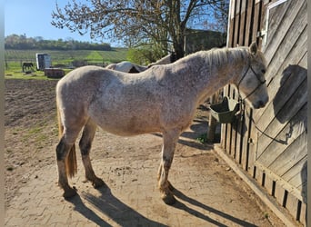 Spaans sportpaard Mix, Ruin, 13 Jaar, 153 cm, Vliegenschimmel