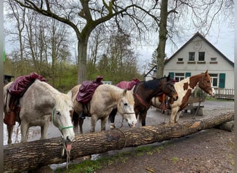 Spaans sportpaard Mix, Ruin, 13 Jaar, 153 cm, Vliegenschimmel
