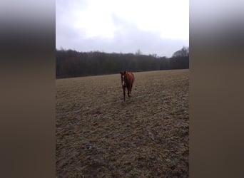 Spaans sportpaard, Ruin, 13 Jaar, 160 cm, Vos