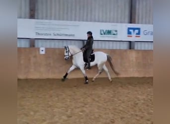 Spaans sportpaard, Ruin, 13 Jaar, 165 cm, Schimmel