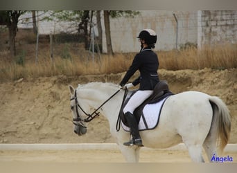 Spaans sportpaard Mix, Ruin, 14 Jaar, 163 cm, Schimmel