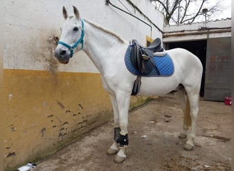 Spaans sportpaard Mix, Ruin, 14 Jaar, 165 cm, Schimmel