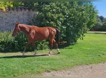 Spaans sportpaard, Ruin, 1 Jaar, 158 cm, Bruin