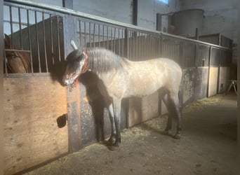 Spaans sportpaard, Ruin, 2 Jaar, 160 cm, Wit