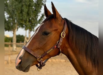 Spaans sportpaard, Ruin, 2 Jaar, 165 cm, Bruin