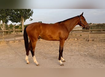Spaans sportpaard, Ruin, 2 Jaar, 165 cm, Bruin