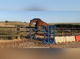 Spaans sportpaard, Ruin, 2 Jaar, 168 cm, Bruin